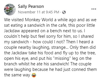 Monkey World story